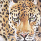 Multicolor Leopard Print Swim Trunks Swimwear